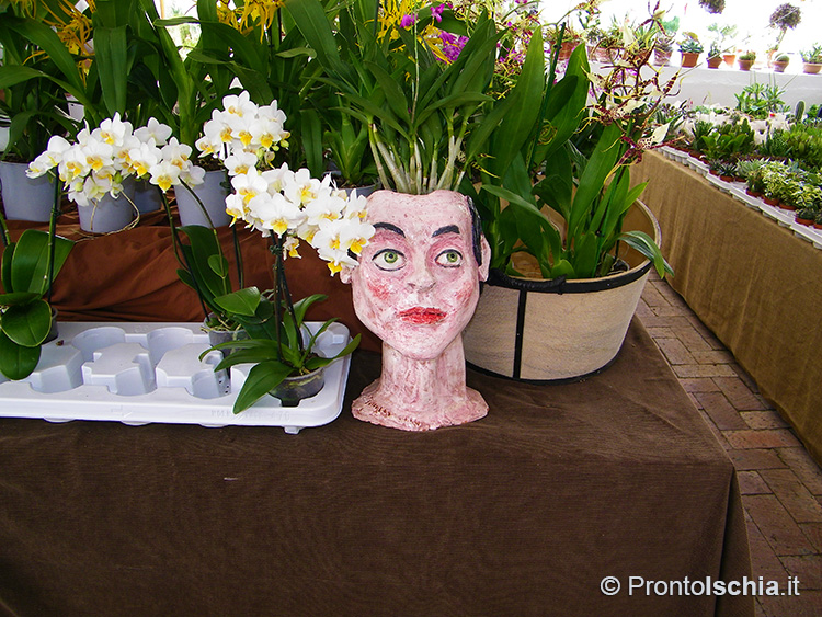 Ipomea del Negombo_Lacco Ameno