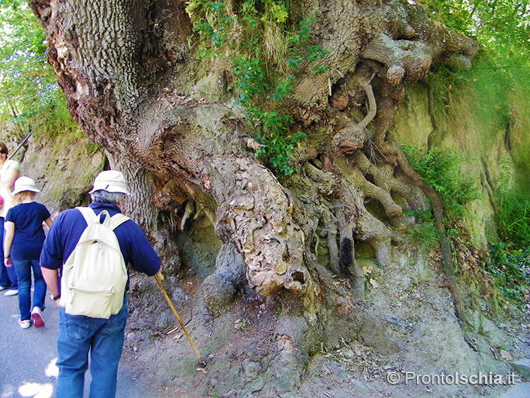 Quercia_Buonopane_Barano